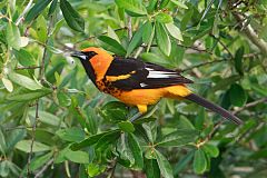 Spot-breasted Oriole